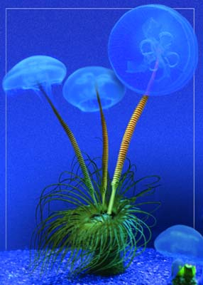Bouquets de méduses