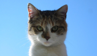 Détection de chats avec OpenCV