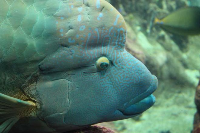 Photo d'un poisson Napoléon Photo d'un poisson Napoléon
